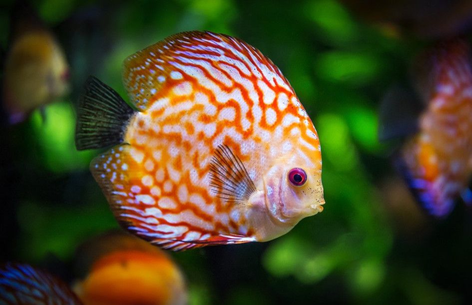 Osmosewasser ist super geeignet für Ihr Aquarium